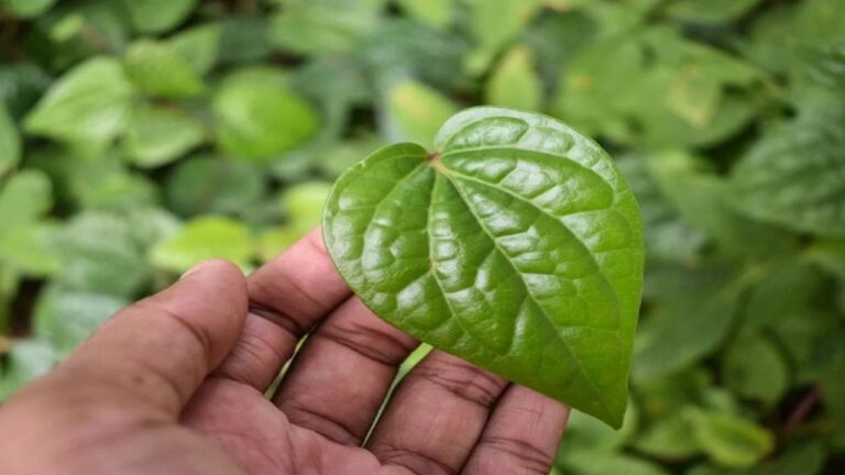 पान चबाने से कई बीमारियों का होता है नाश, मिलते हैं ये गजब के फ़ायदे