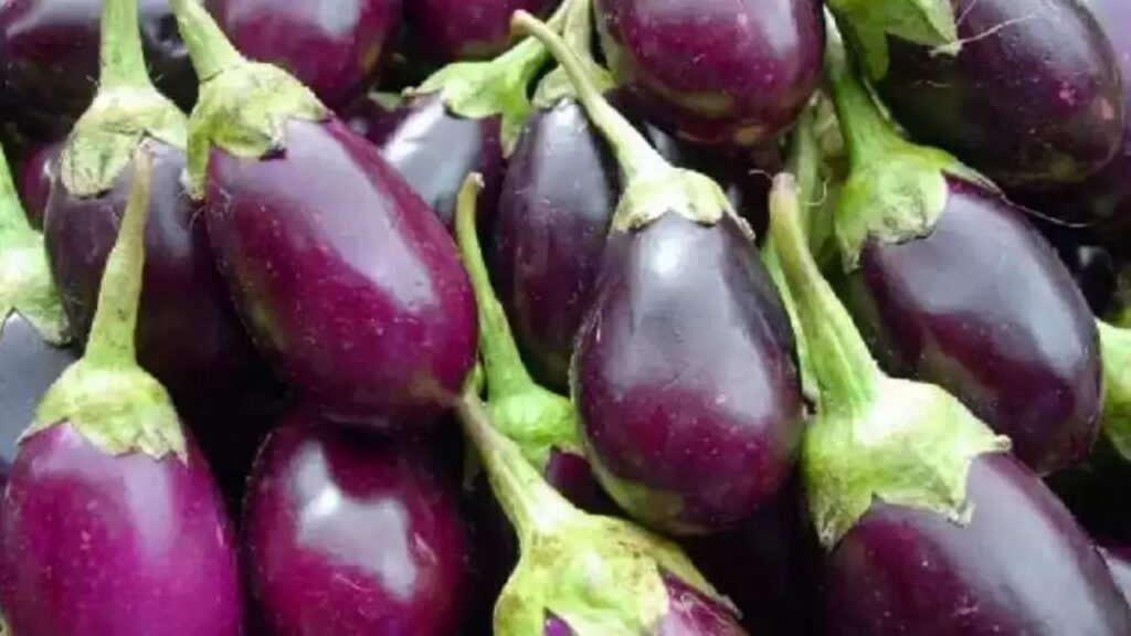 Brinjal