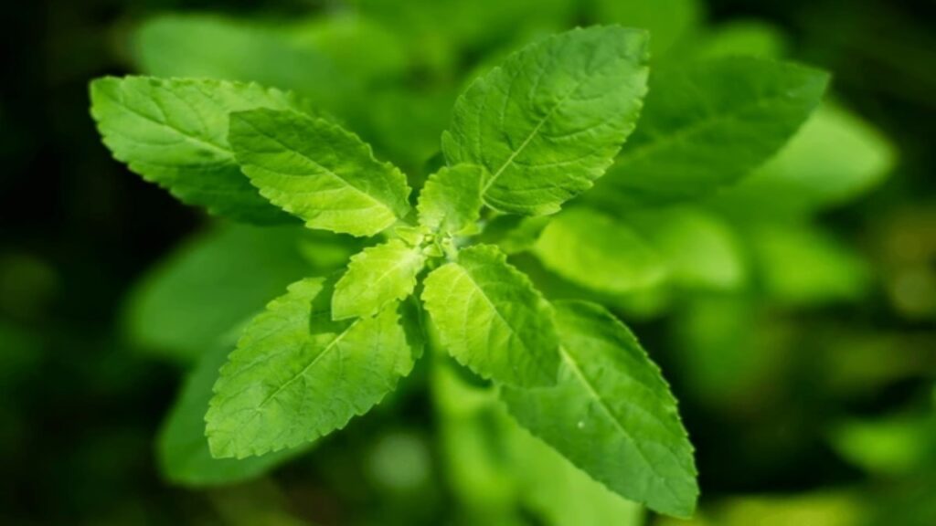 Basil Leaves